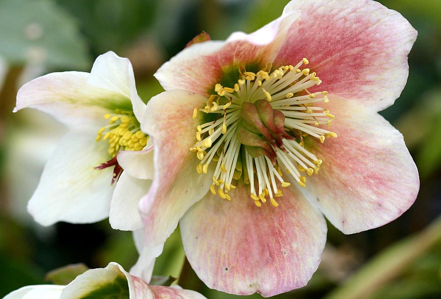 ¿Cuáles Son Los Cuidados Necesarios De La Rosa De Navidad?