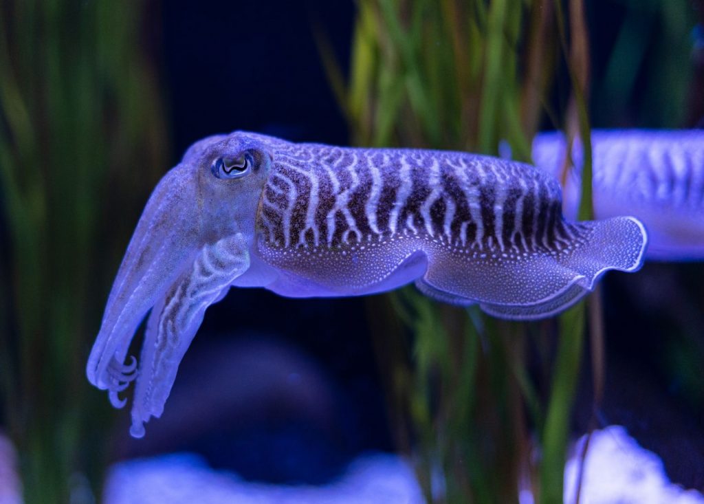 Calamares: Este Es El Mejor Relleno Para Sorprender En Navidad