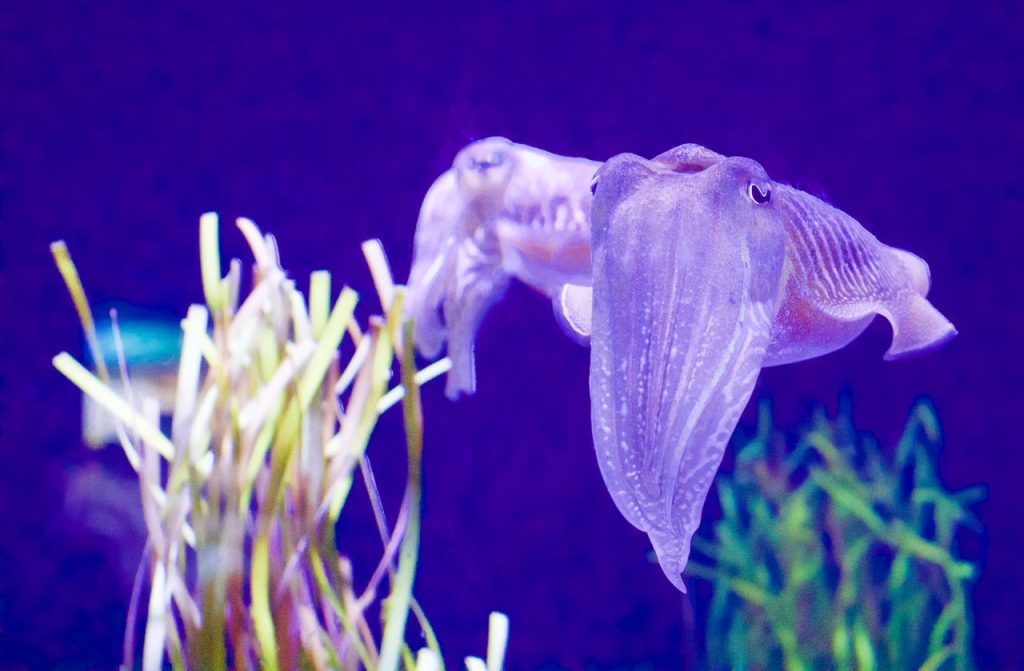 Calamares: Este Es El Mejor Relleno Para Sorprender En Navidad