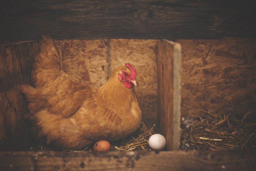 Chicken 1867521 1280