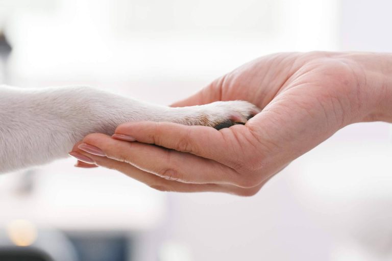 Innovador servicio de veterinario a domicilio las 24 horas del día con 1 Click Vet