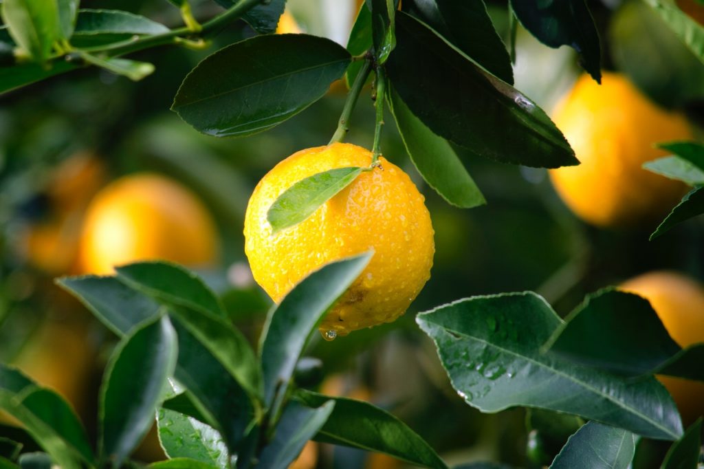 El falso mito del limón que todo el mundo cree
