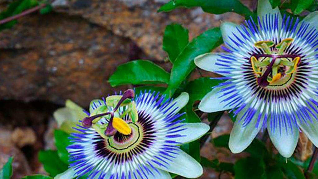 Pasiflora