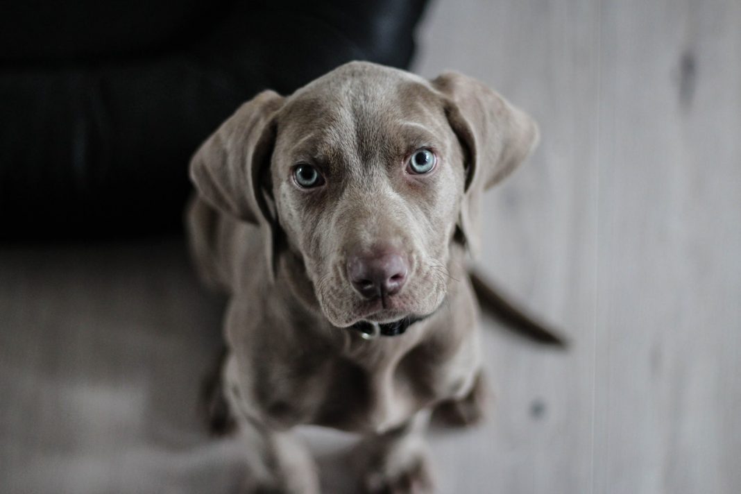 Qué hacer si tienes un perro celoso