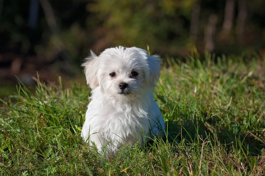 Qué trámites debes cumplir cuando tu mascota fallece