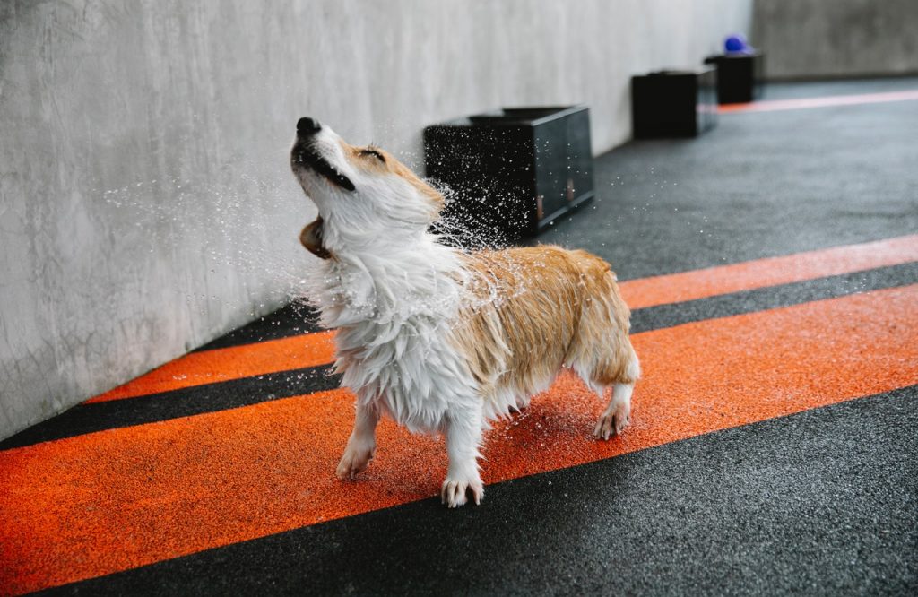 Las Enfermedades Que Los Perros Pueden Transmitir A Las Personas
