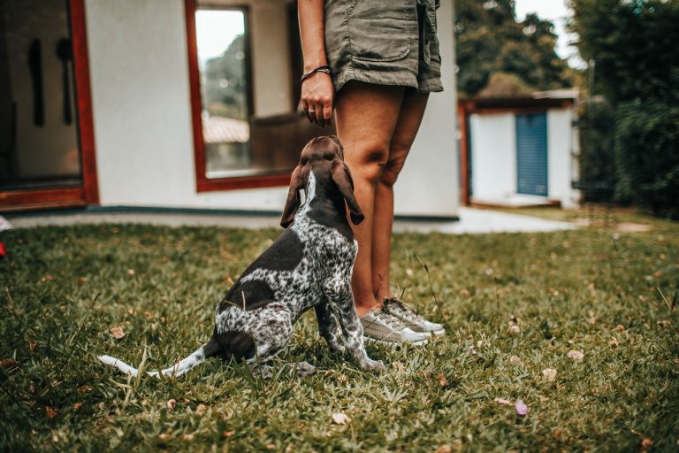 Las mejores razas de perro para tener en casa con niños pequeños