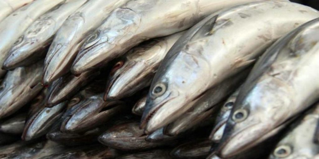 Pescados Que No Deberías Comer