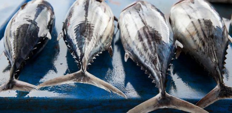 Estudios De Mercurio En Pescado