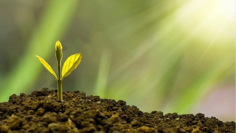 Pasos para trasplantar una planta