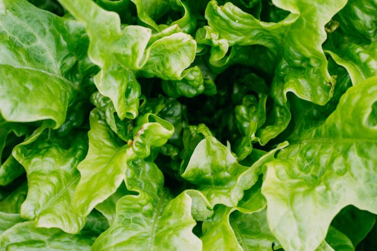 El motivo por el que no deberías cenar ensaladas de lechuga