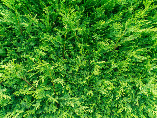 Thuja