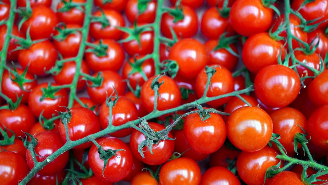 Así se hacen unos tomates cherry asados en el microondas