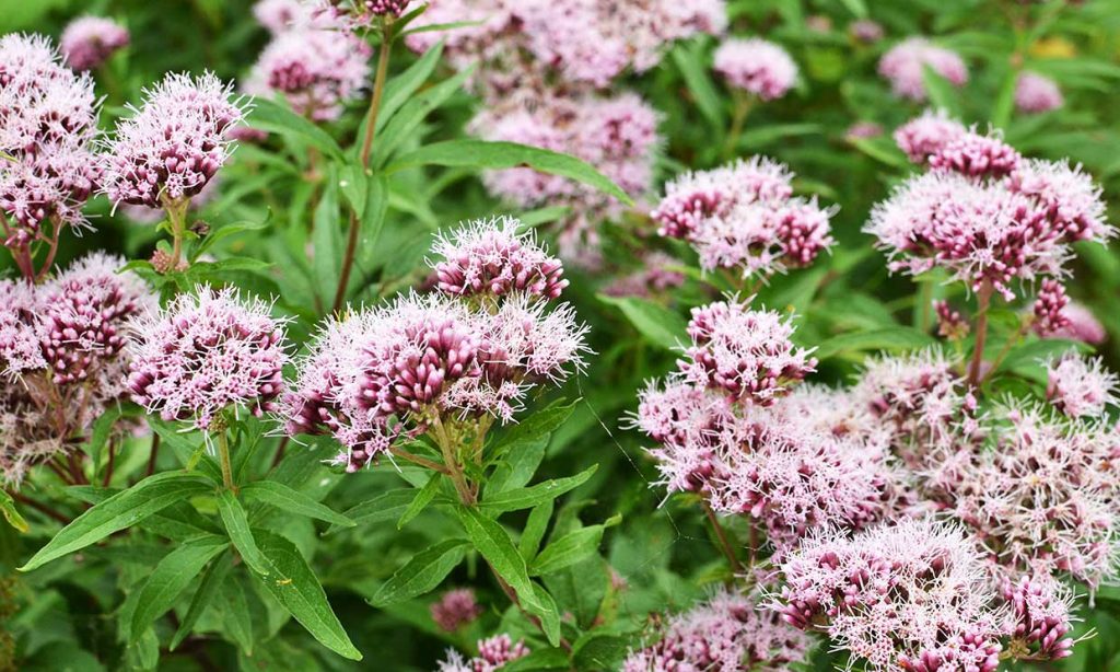 Plantas Estrellas Como La Valeriana