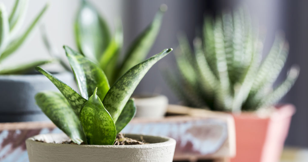 10 plantas que combaten la humedad