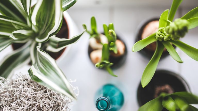 10 plantas que combaten la humedad