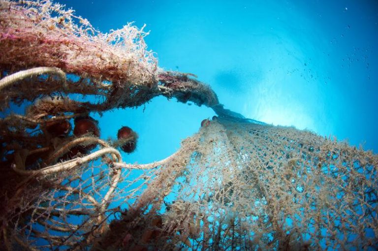 Fundación Biodiversidad destina más de 6,3 millones a 30 proyectos en el medio marino
