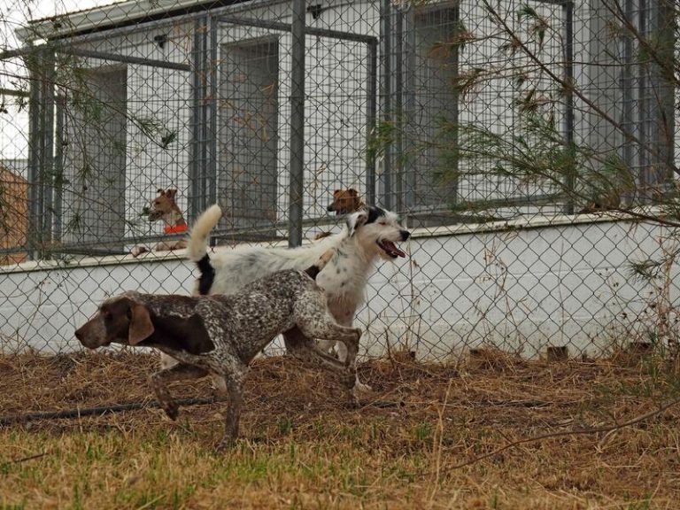 Melilla, en «alerta 1 de rabia», registra el primer caso de perro con esta enfermedad en 2022