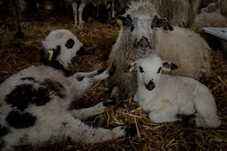 Agricultores, ganaderos y cazadores se «llenarán las calles de Madrid» el 20 de marzo para defender el mundo rural