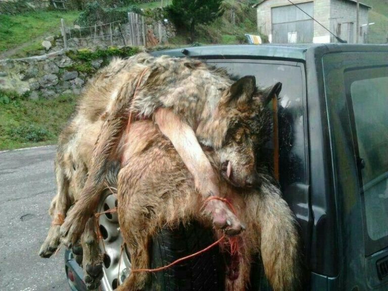Ecologistas en Acción exige a Galicia, Asturias, Cantabria y Castilla y León que dejen su «rebeldía» y protejan ya al lobo