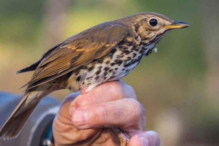 Estudio demuestra que la acción humana afecta negativamente a las aves frugívoras de Doñana