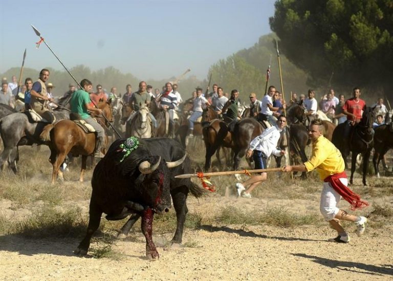 Pacma avisa de movilizaciones y acciones legales si se vuelve a celebrar el Toro de la Vega