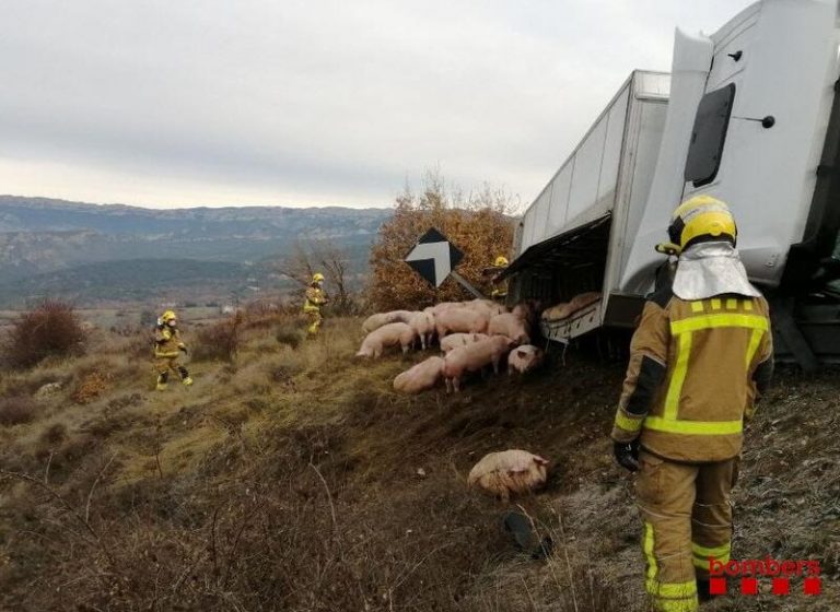 La Eurocámara pide mejorar la protección de los animales durante el transporte