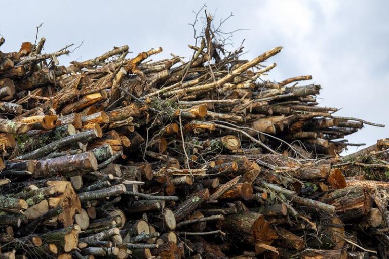 La UE lleva a Rusia a la OMC por sus restricciones a las exportaciones de madera