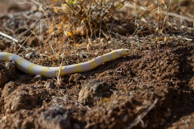 Capturan 2.648 culebras californianas en Gran Canaria durante el año 2021