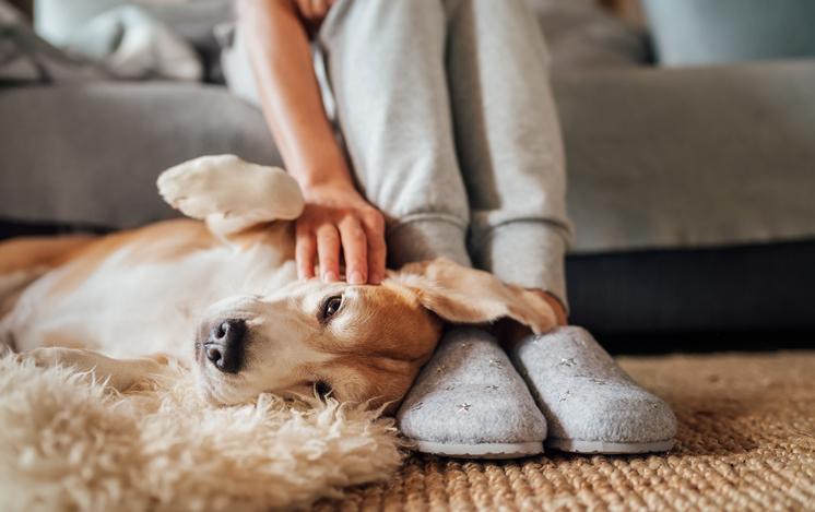 Así puedes saber si tu perro es un superdotado