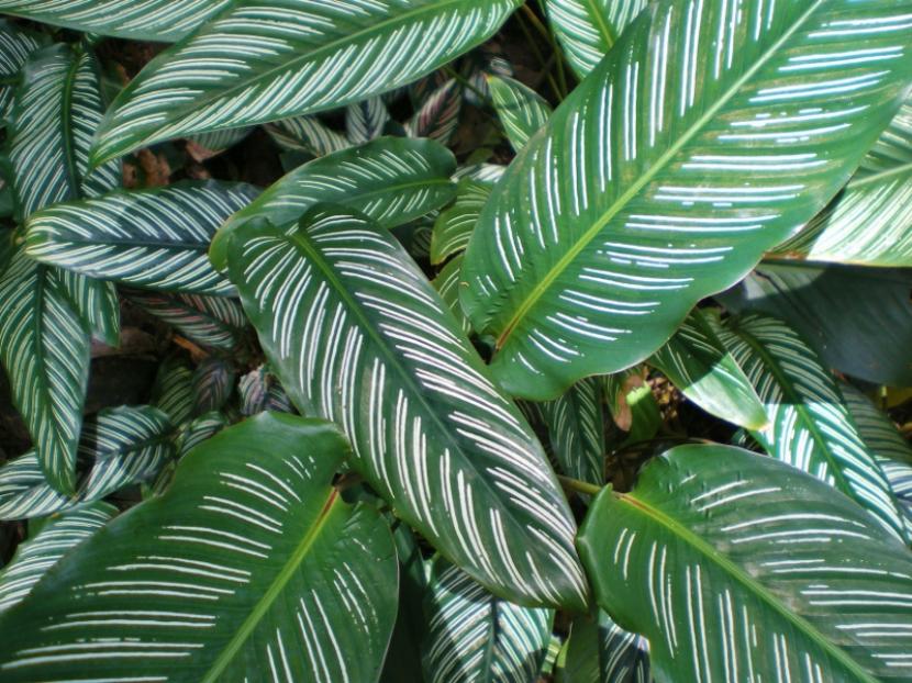 10 plantas que combaten la humedad