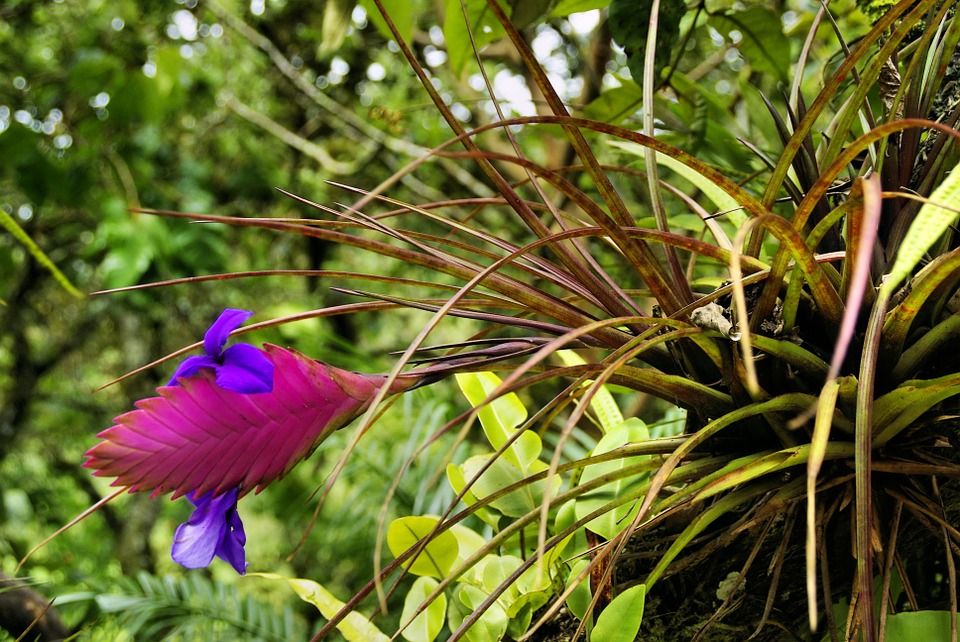 10 plantas que combaten la humedad