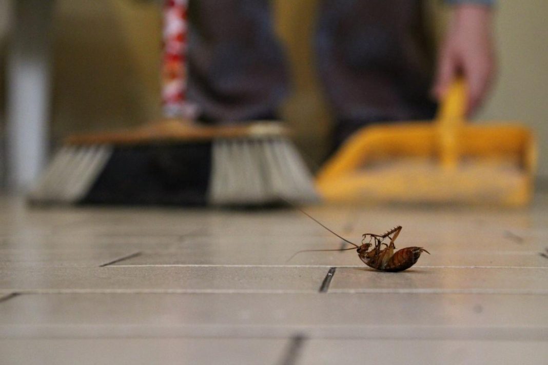 Cómo combatir una plaga de cucarachas en la cocina