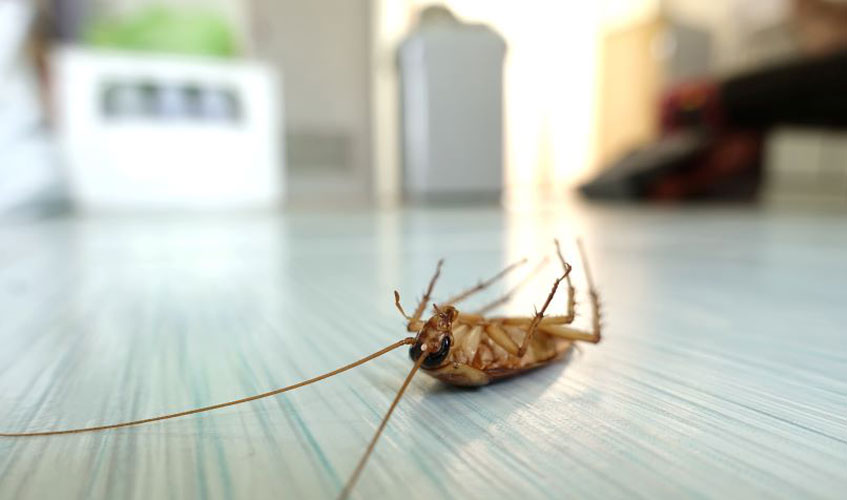 Cómo Combatir Una Plaga De Cucarachas En La Cocina