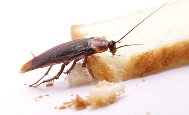 Cómo combatir una plaga de cucarachas en la cocina