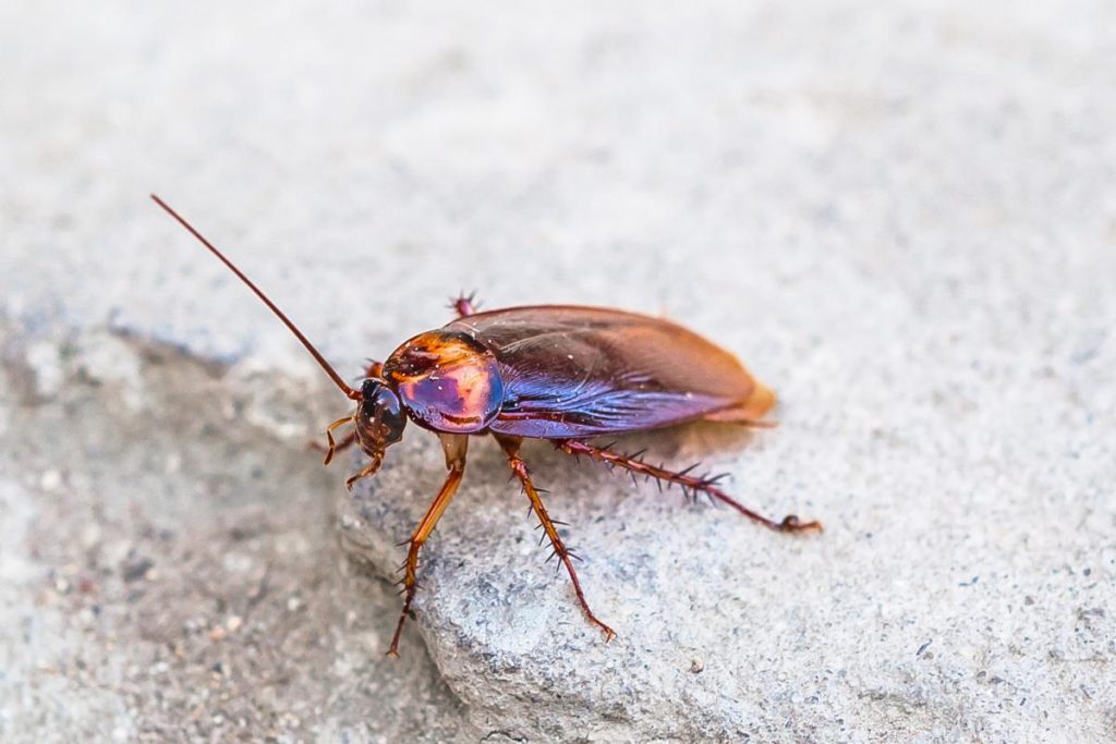 Lucha Contra Las Cucarachas En El Jardín