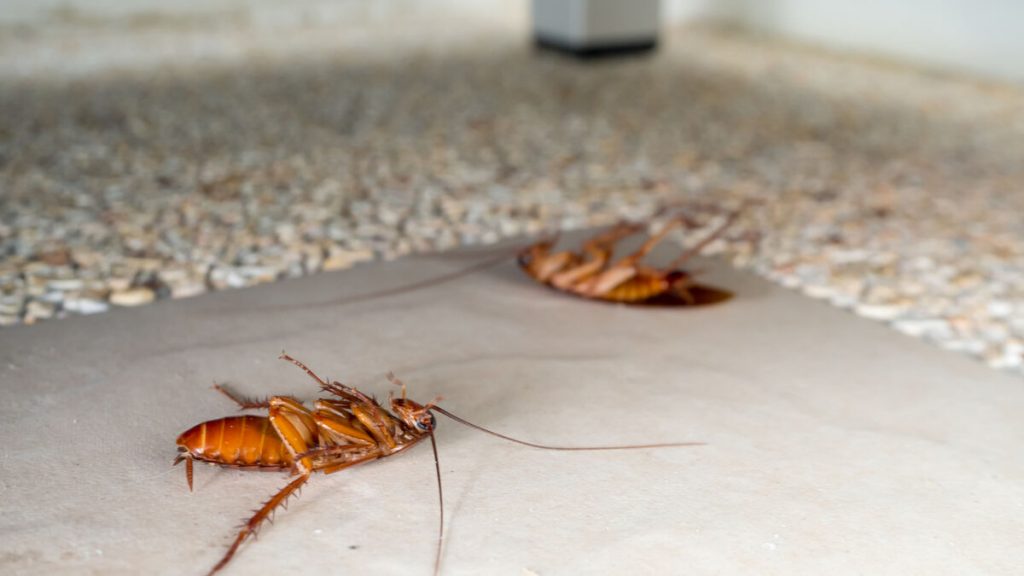 Lucha contra las cucarachas: ¿quién paga?