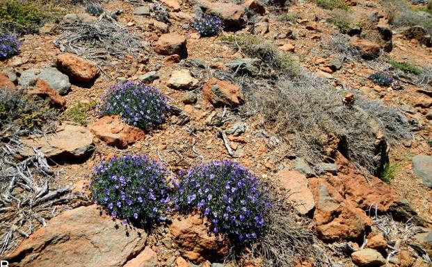 Descubren una nueva especie de musgo en Canarias, la Península Ibérica y el norte de África