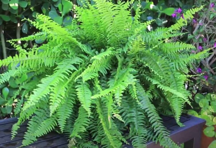 10 plantas que combaten la humedad
