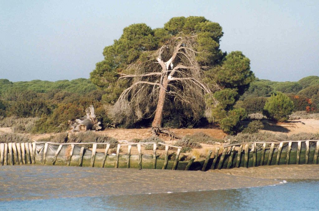 Parque Nacional De Doñana En Andalucía