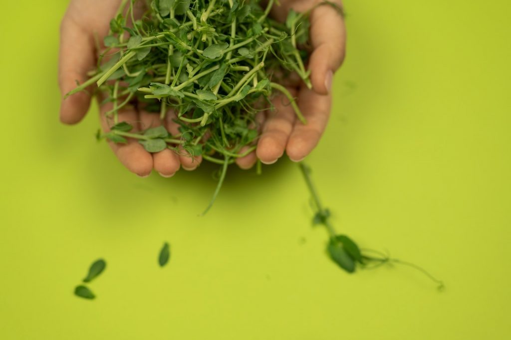 Los Berros, Uno De Los Alimentos Que Más Calcio Tiene
