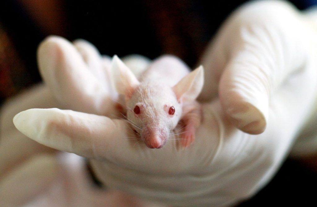 Los Estudios Se Han Hecho En Los Ratones Y Han Hallado Problemas Intestinales Dentífrico 