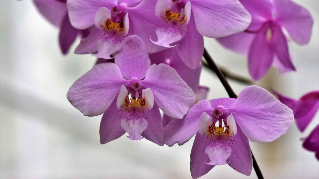 Orquídea