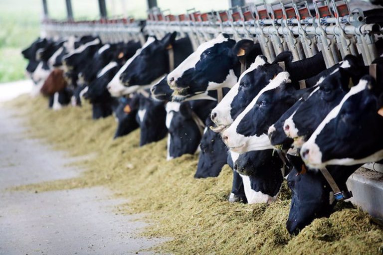 Veterinarios aseguran que la producción de carne en España cumple las normas de bienestas animal