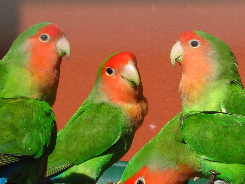 Agapornis