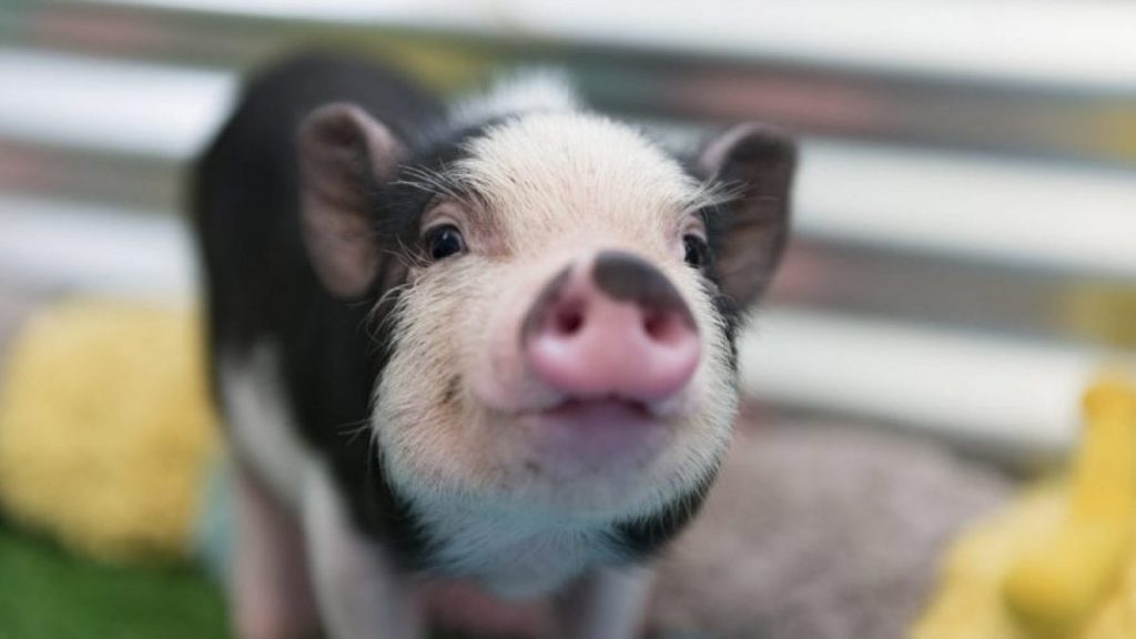 Cerdo Vietnamita