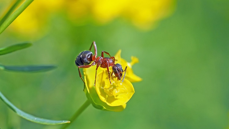 Solo Estas 5 Especies Dominarán El Mundo Cuando Los Humanos No Existamos Más