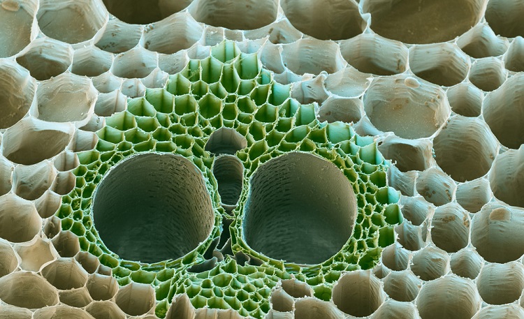 Sorprendentes Fotos De Objetos Bajo Miles De X De Un Microscopio