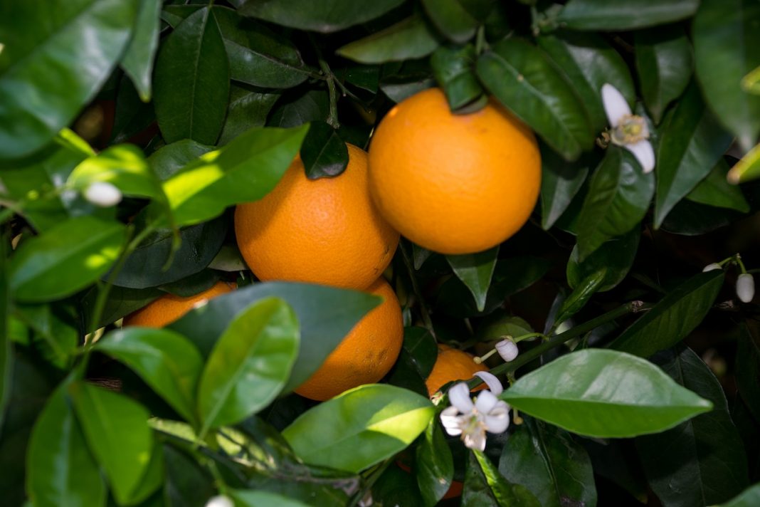 Agua de azahar: cómo se hace en casa