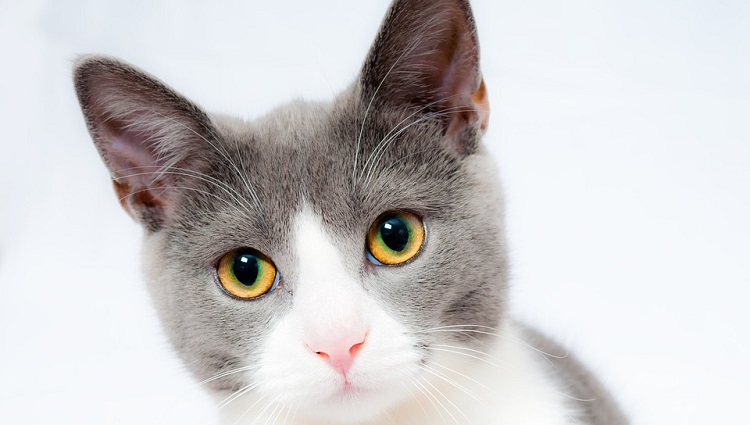 Bronquitis en gatos: 5 síntomas de la enfermedad respiratoria